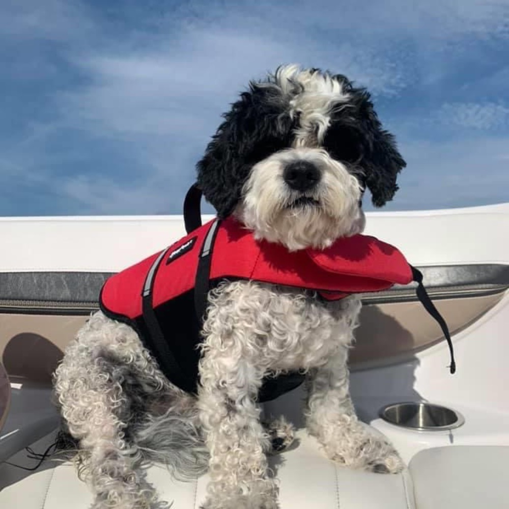 Meet your Posher, Jeanine